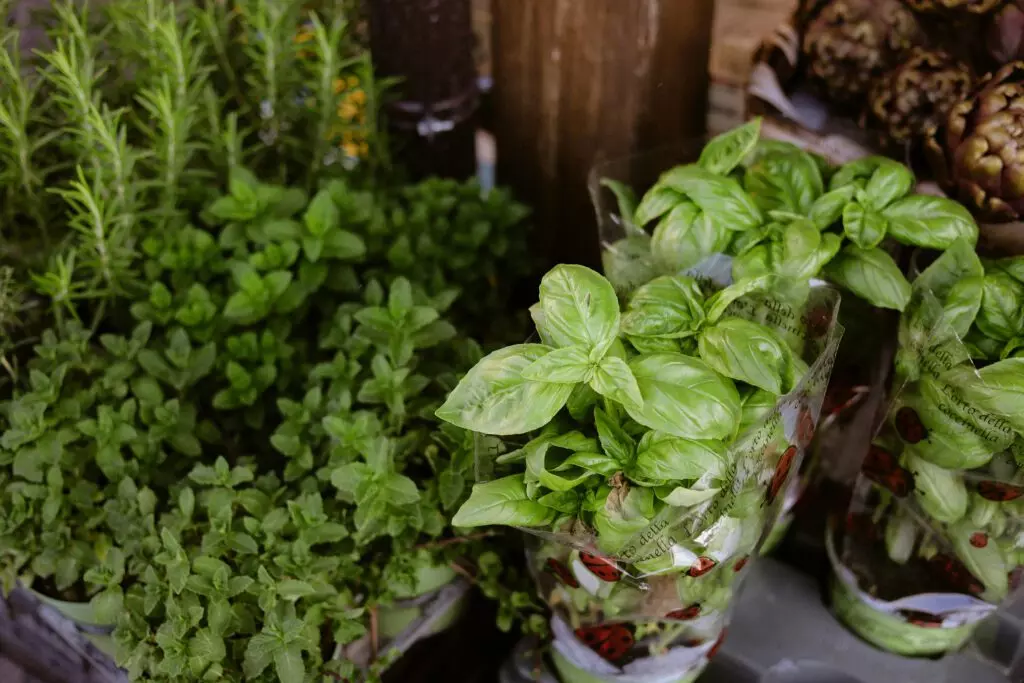 A vibrant display of fresh basil, rosemary, and mint plants at a local market, perfect for culinary use.